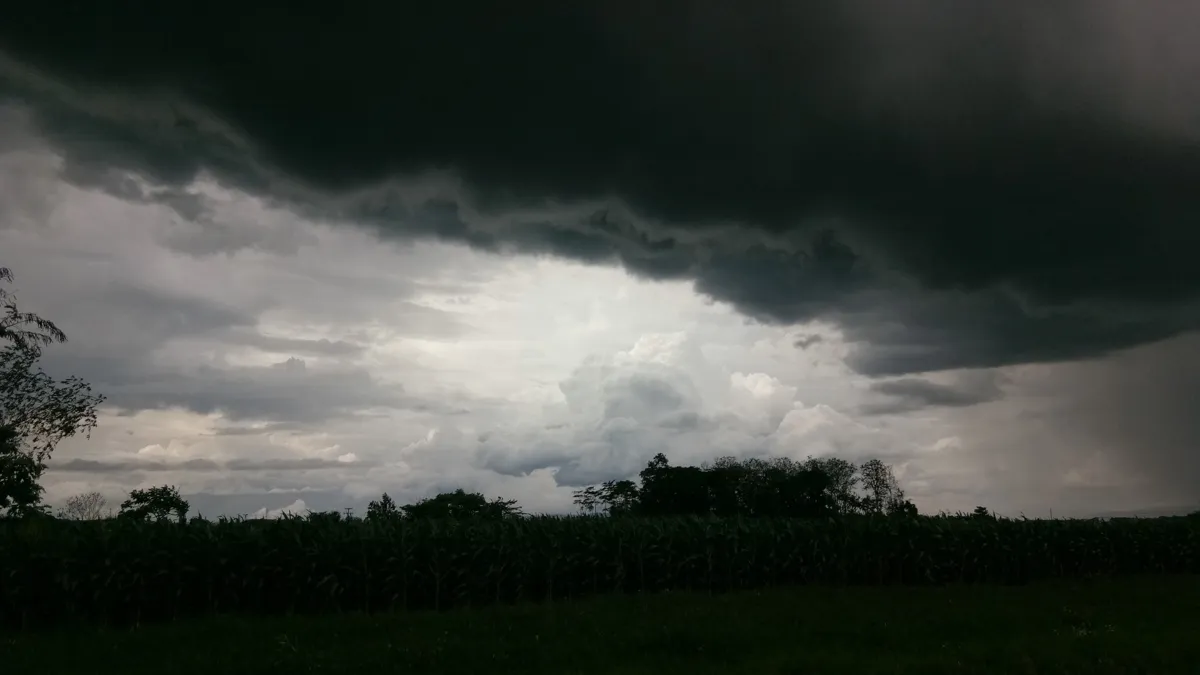 East Tennessee rain and tree canopy